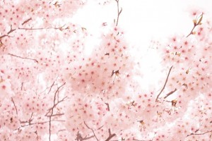 千鳥ヶ淵の桜の開花状況を決める基準は？開花状況の情報を集める方法