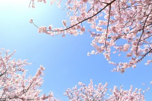 桜の開花状況とは？どうやって決める？