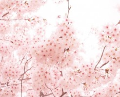 千鳥ヶ淵の桜の開花状況を決める基準は？開花状況の情報を集める方法