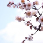 北野天満宮の梅の開花状況を決める基準は？