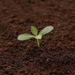 葉大根を育てるのに適した土とは？