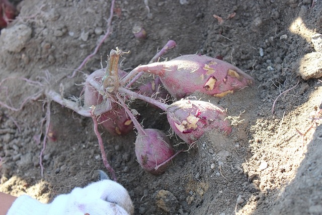 さつまいも収穫直後の保存方法は？3つのコツ